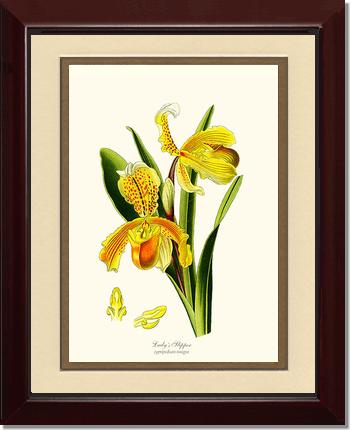 Lady's Slipper Cypripedium insigne | Orchid Wall Art Print