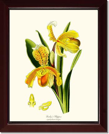 Lady's Slipper Cypripedium insigne | Orchid Wall Art Print