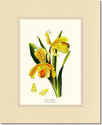 Lady's Slipper Cypripedium insigne | Orchid Wall Art Print