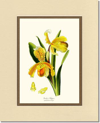 Lady's Slipper Cypripedium insigne | Orchid Wall Art Print