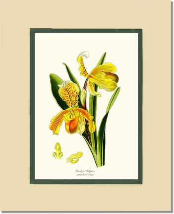 Lady's Slipper Cypripedium insigne | Orchid Wall Art Print