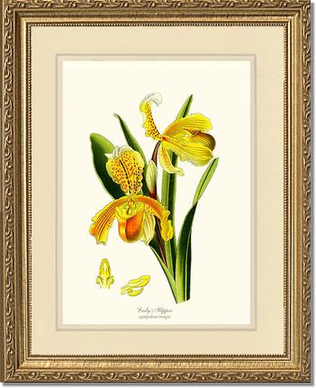 Lady's Slipper Cypripedium insigne | Orchid Wall Art Print