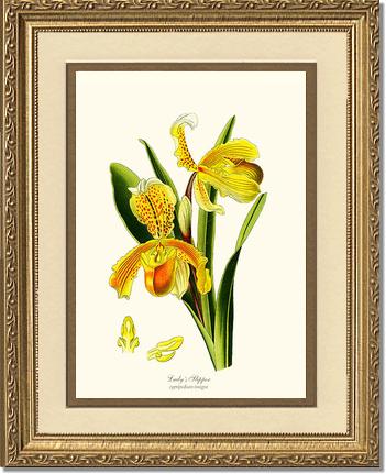 Lady's Slipper Cypripedium insigne | Orchid Wall Art Print