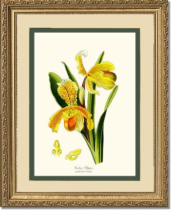 Lady's Slipper Cypripedium insigne | Orchid Wall Art Print