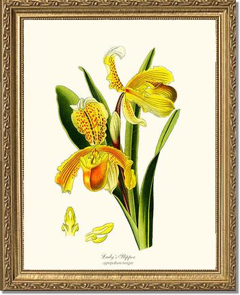 Lady's Slipper Cypripedium insigne | Orchid Wall Art Print