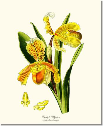 Lady's Slipper Cypripedium insigne | Orchid Wall Art Print