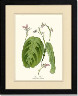 Maranta Bicolor | Flower/Floral Art Print