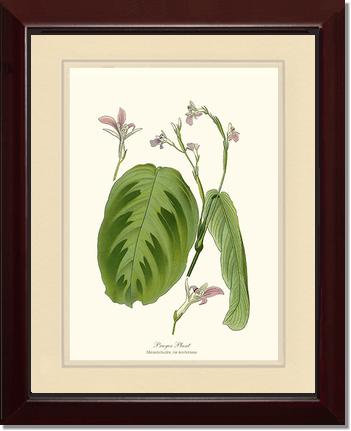 Maranta Bicolor | Flower/Floral Art Print