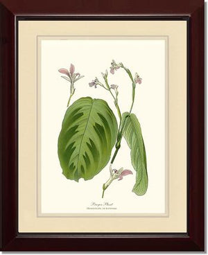 Maranta Bicolor | Flower/Floral Art Print