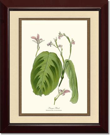 Maranta Bicolor | Flower/Floral Art Print