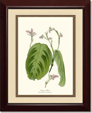 Maranta Bicolor | Flower/Floral Art Print