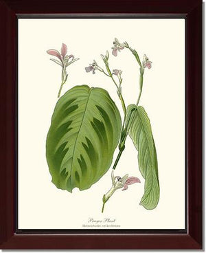 Maranta Bicolor | Flower/Floral Art Print