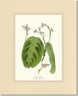Maranta Bicolor | Flower/Floral Art Print