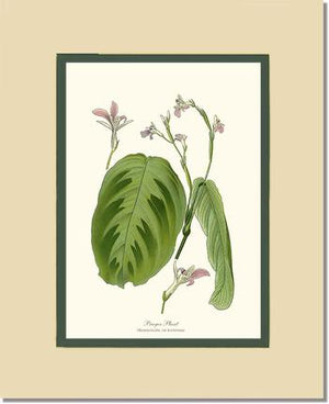 Maranta Bicolor | Flower/Floral Art Print