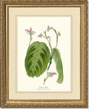 Maranta Bicolor | Flower/Floral Art Print
