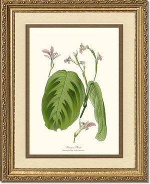 Maranta Bicolor | Flower/Floral Art Print