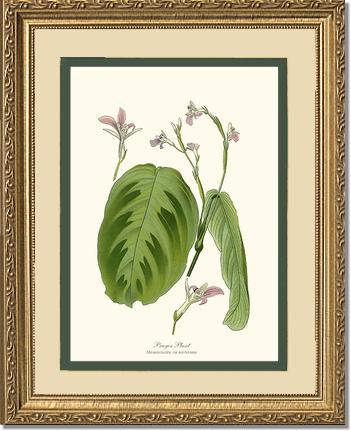 Maranta Bicolor | Flower/Floral Art Print