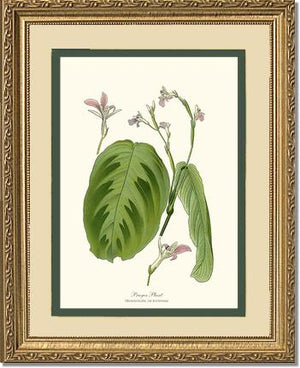 Maranta Bicolor | Flower/Floral Art Print