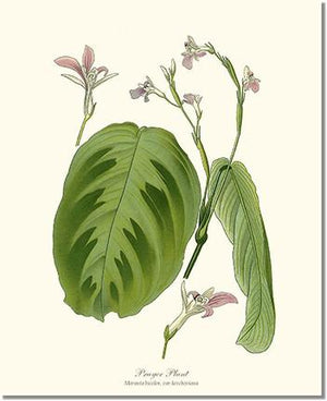 Maranta Bicolor | Flower/Floral Art Print