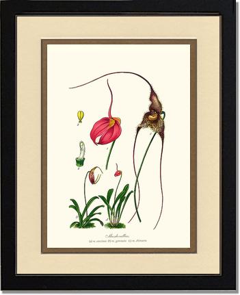 Masdevallias | Orchid Wall Art Print