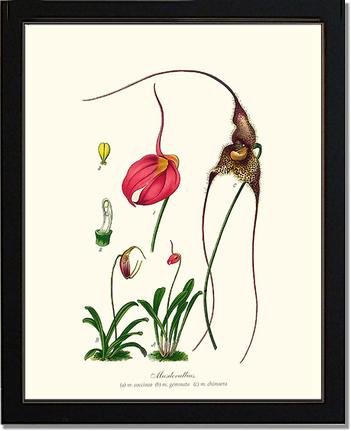Masdevallias | Orchid Wall Art Print