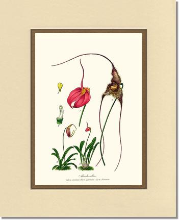 Masdevallias | Orchid Wall Art Print