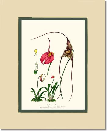 Masdevallias | Orchid Wall Art Print