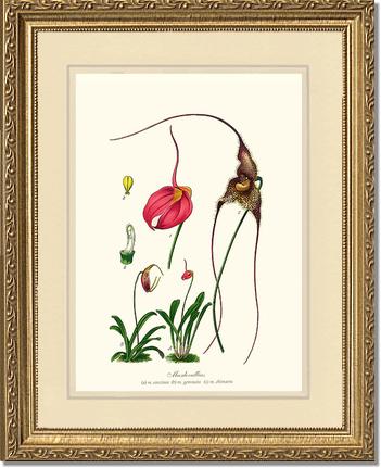 Masdevallias | Orchid Wall Art Print