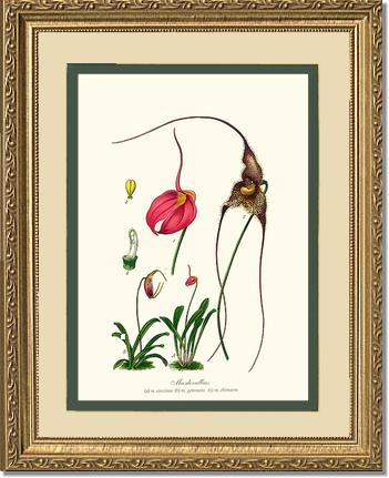 Masdevallias | Orchid Wall Art Print