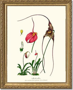 Masdevallias