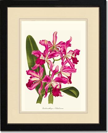 Laeliocattleya | Orchid Wall Art Print