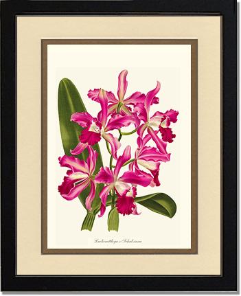 Laeliocattleya | Orchid Wall Art Print