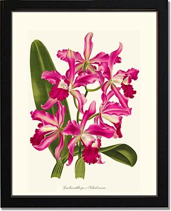 Laeliocattleya | Orchid Wall Art Print