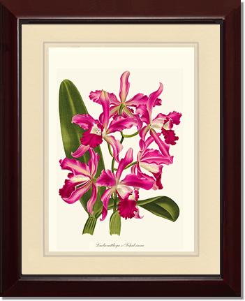 Laeliocattleya | Orchid Wall Art Print