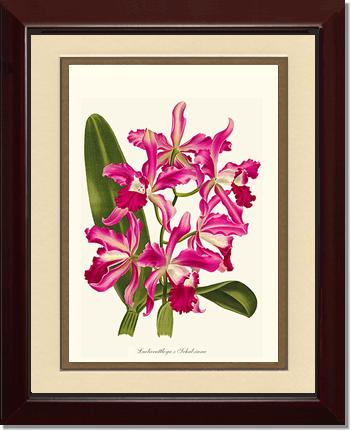 Laeliocattleya | Orchid Wall Art Print