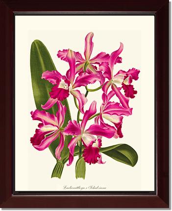 Laeliocattleya | Orchid Wall Art Print