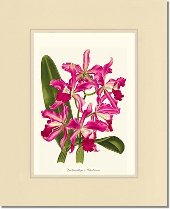 Laeliocattleya | Orchid Wall Art Print