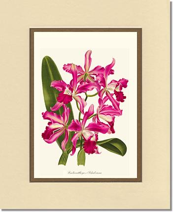 Laeliocattleya | Orchid Wall Art Print