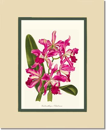 Laeliocattleya | Orchid Wall Art Print