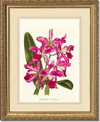 Laeliocattleya | Orchid Wall Art Print