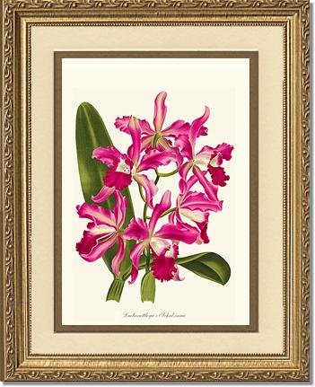 Laeliocattleya | Orchid Wall Art Print