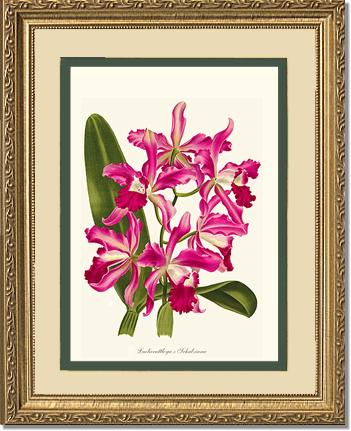 Laeliocattleya | Orchid Wall Art Print