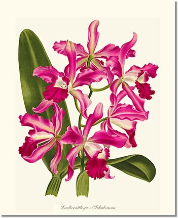 Laeliocattleya | Orchid Wall Art Print