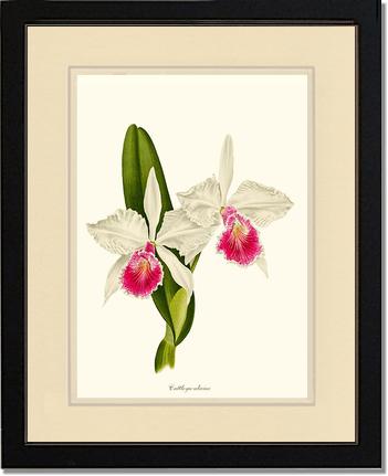 Cattleya aliciae | Orchid Wall Art Print