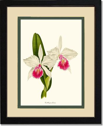 Cattleya aliciae | Orchid Wall Art Print
