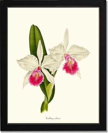 Cattleya aliciae | Orchid Wall Art Print