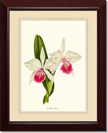 Cattleya aliciae | Orchid Wall Art Print