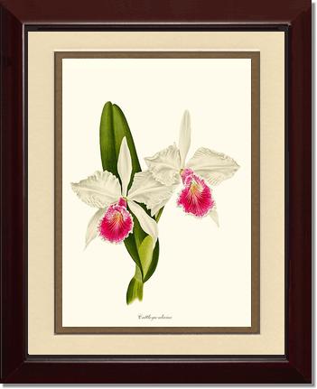 Cattleya aliciae | Orchid Wall Art Print