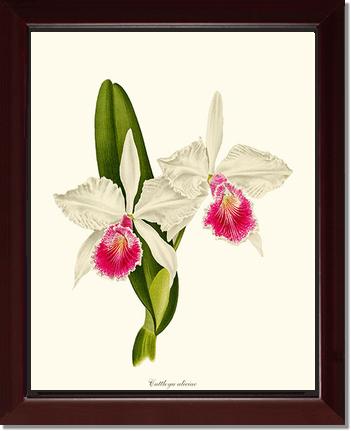 Cattleya aliciae | Orchid Wall Art Print