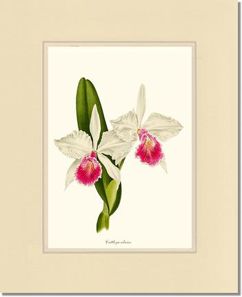 Cattleya aliciae | Orchid Wall Art Print